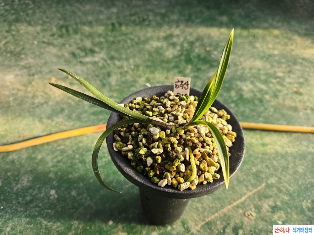 일전에 올린 핸드폰사?