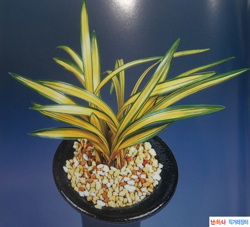 아가씨(娘子) - 중투호 ?