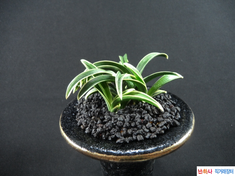 신라 (新羅) - 단엽복륜?