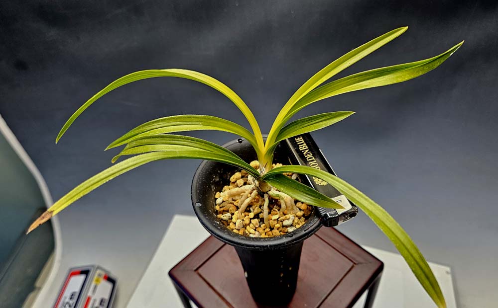 태양초 특 종자목