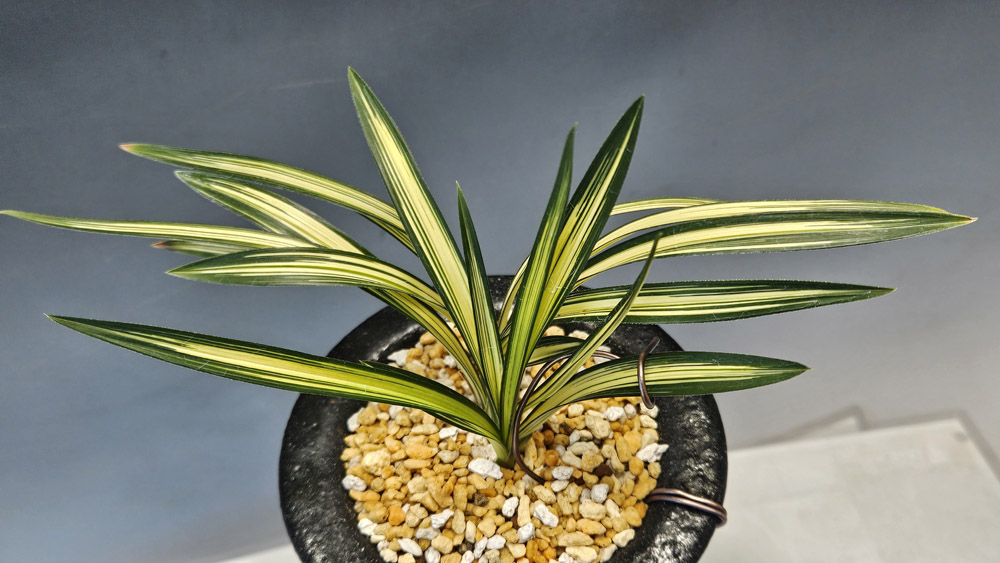 입변으로 잘길러진