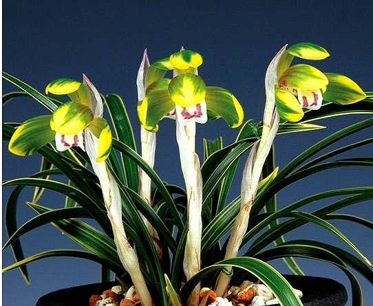 전시준비작 9촉/7경