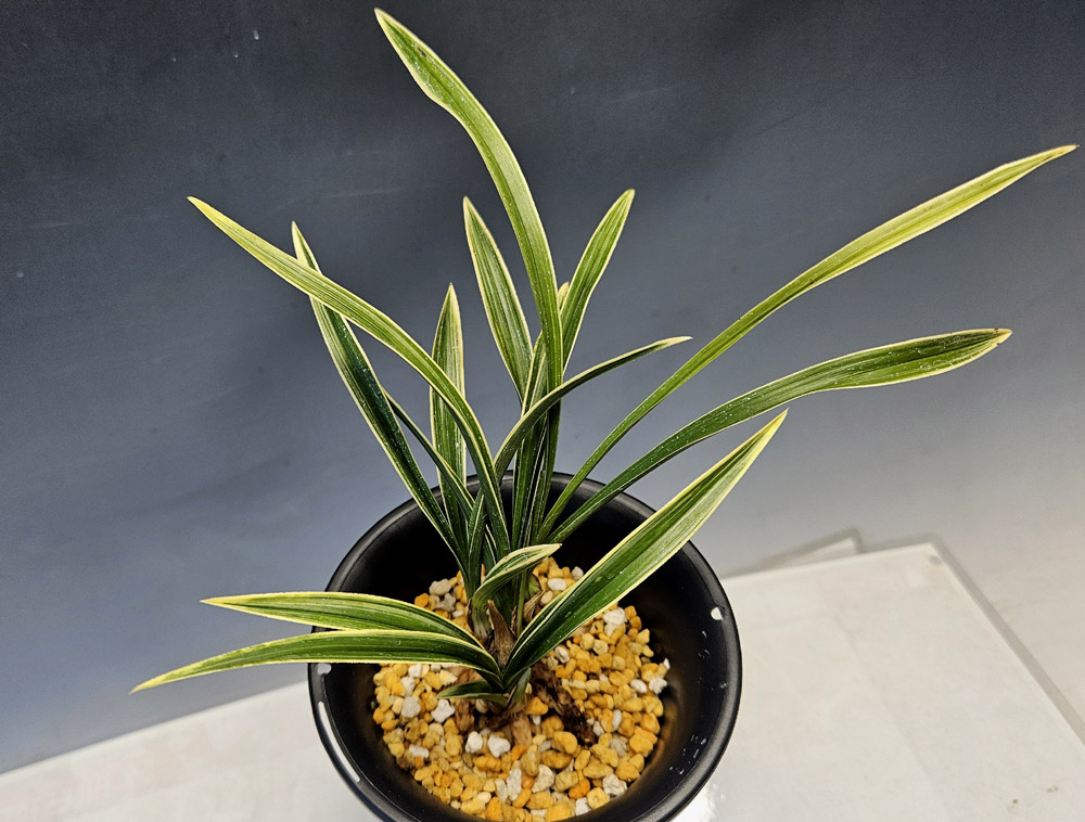 짱짱하게 길러진