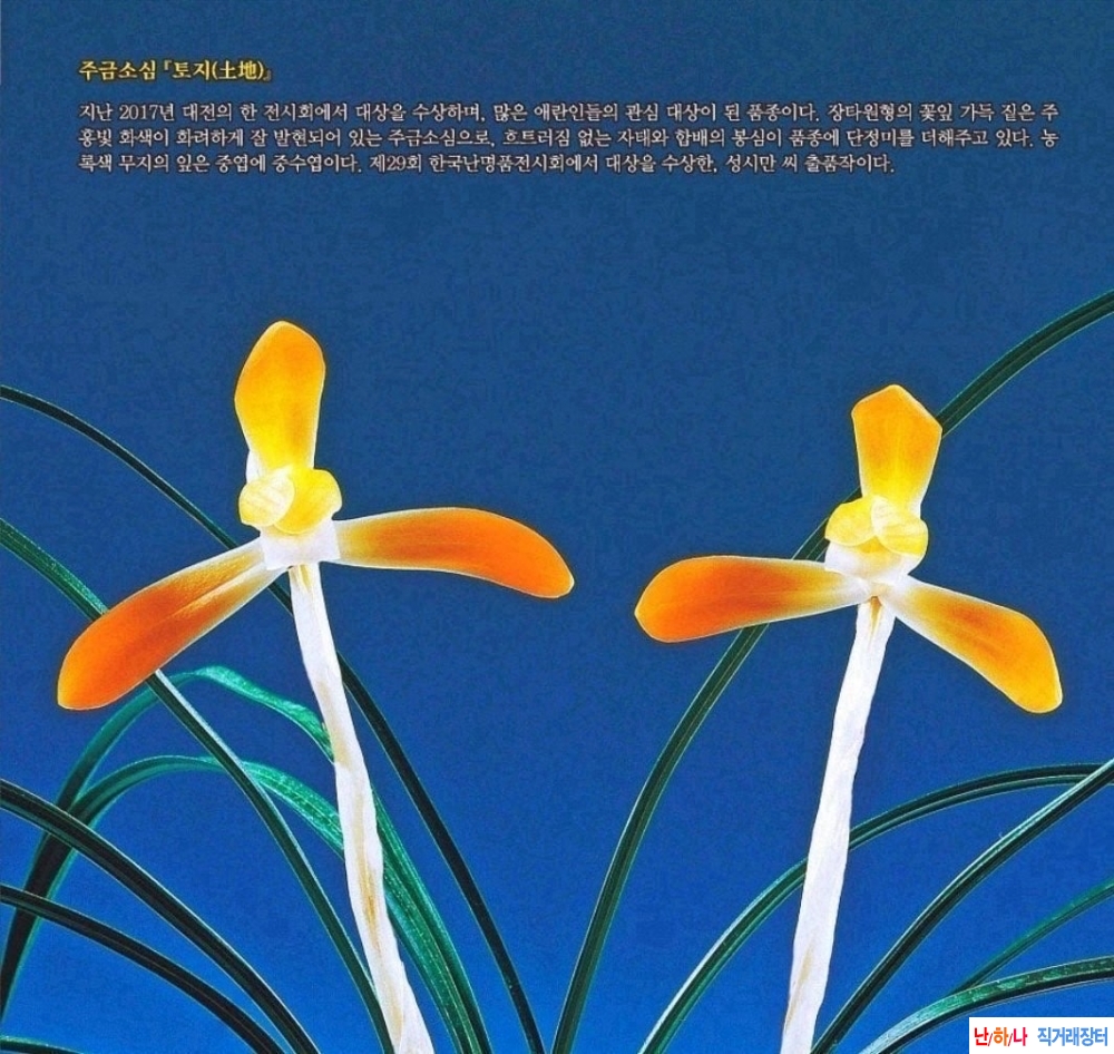 주금소심