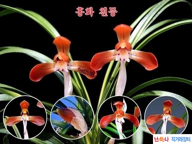 화형홍화