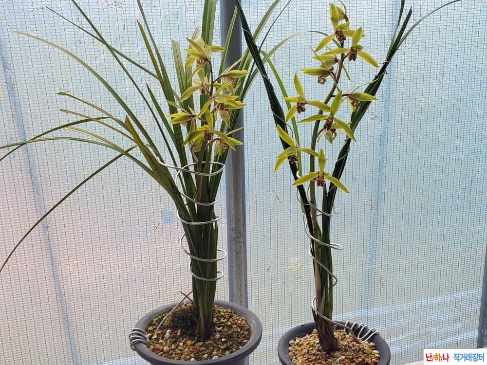 일경구화2분꽃2경