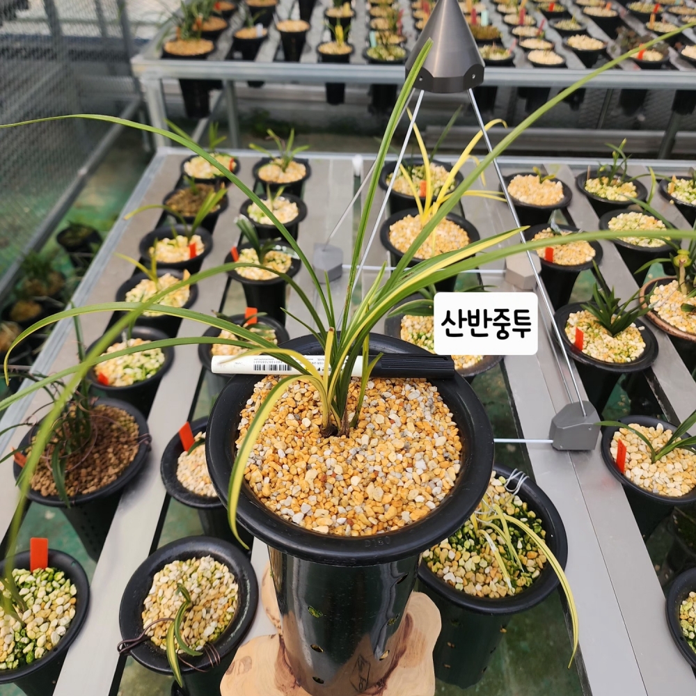 산반중투