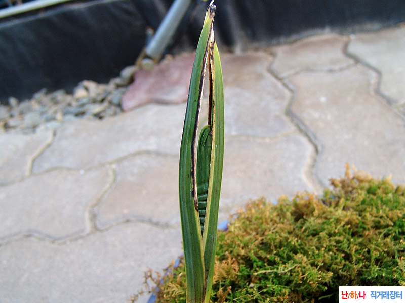 일경구화 산반복륜