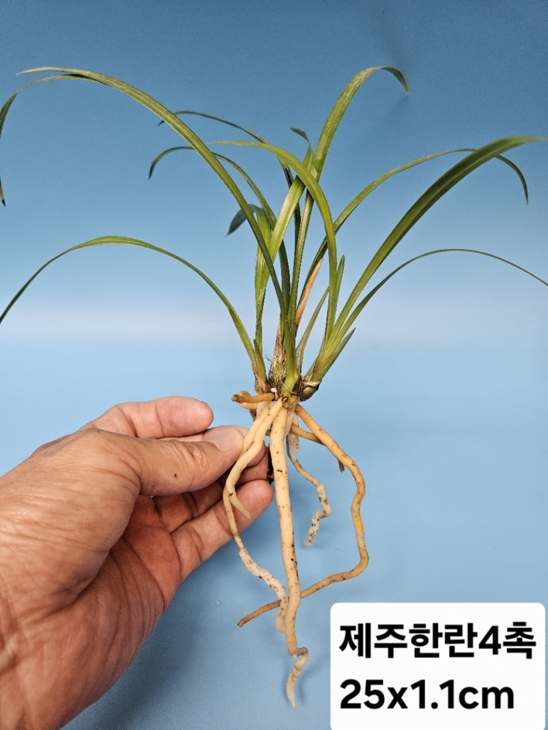 생강출발 한란