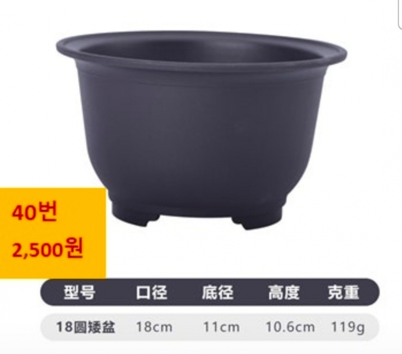 새우란, 구화, 동양란?