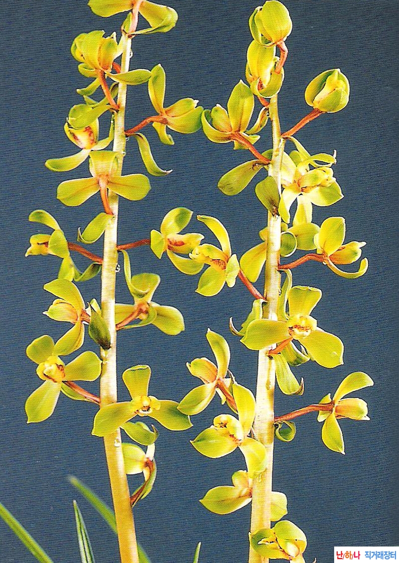 정매(程梅)  - 일경구화?