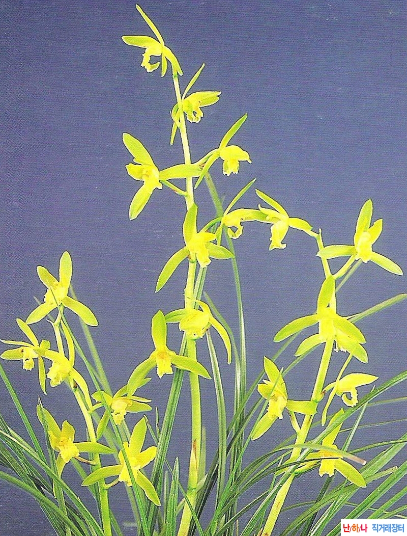 온주소(溫州素)  -  일?