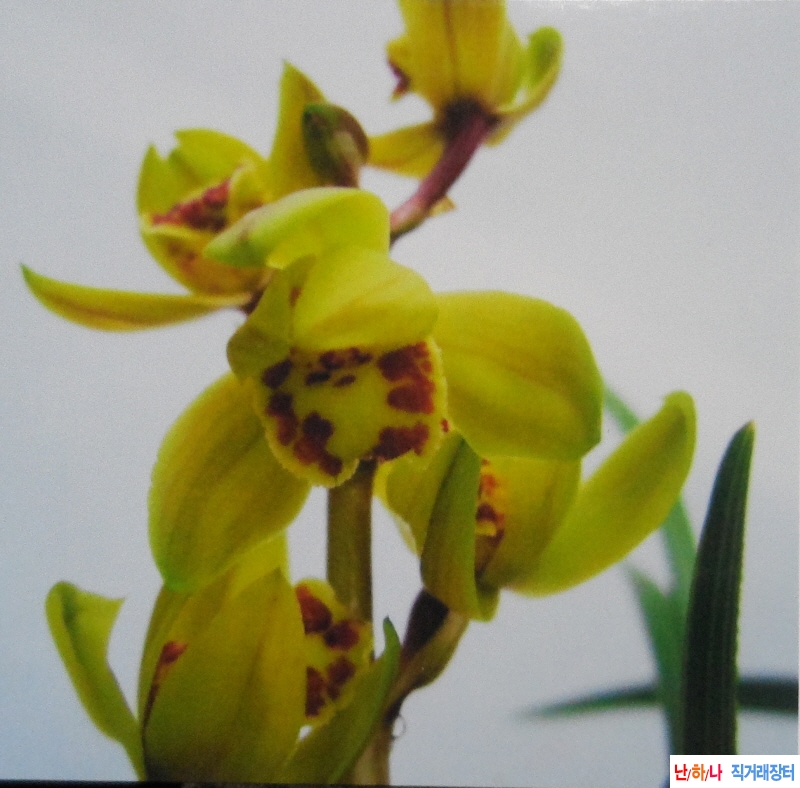 호박상하(琥珀祥荷) - ?