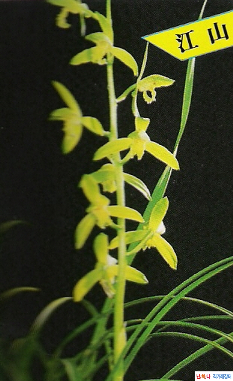 강산소(江山素)  - 소심?