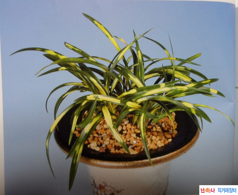 정관(靜觀)  - 호피반 -