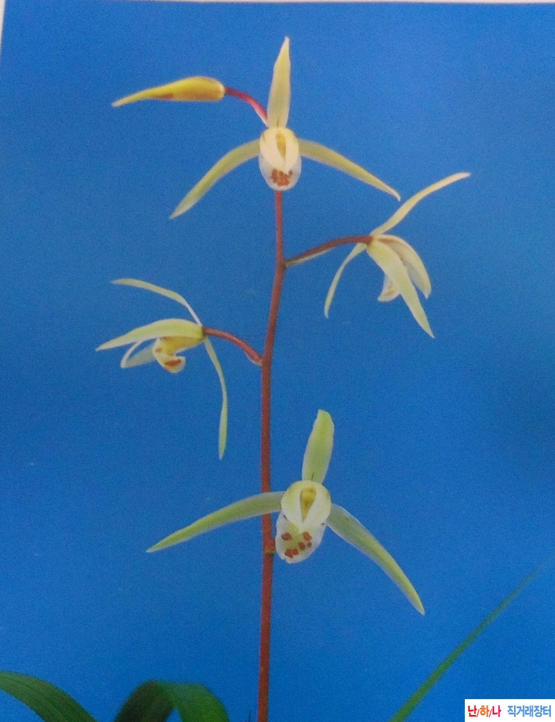 한란  준인(?人)  - 황화?