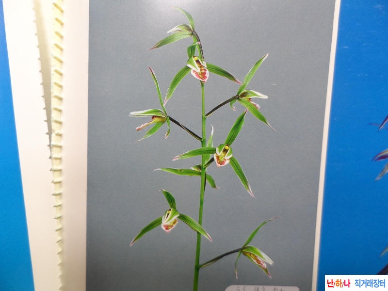 한란  국보관(??冠) - 도?