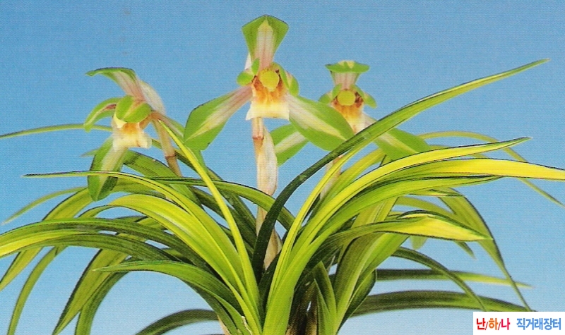 질부금(秩父錦)  - 중투?