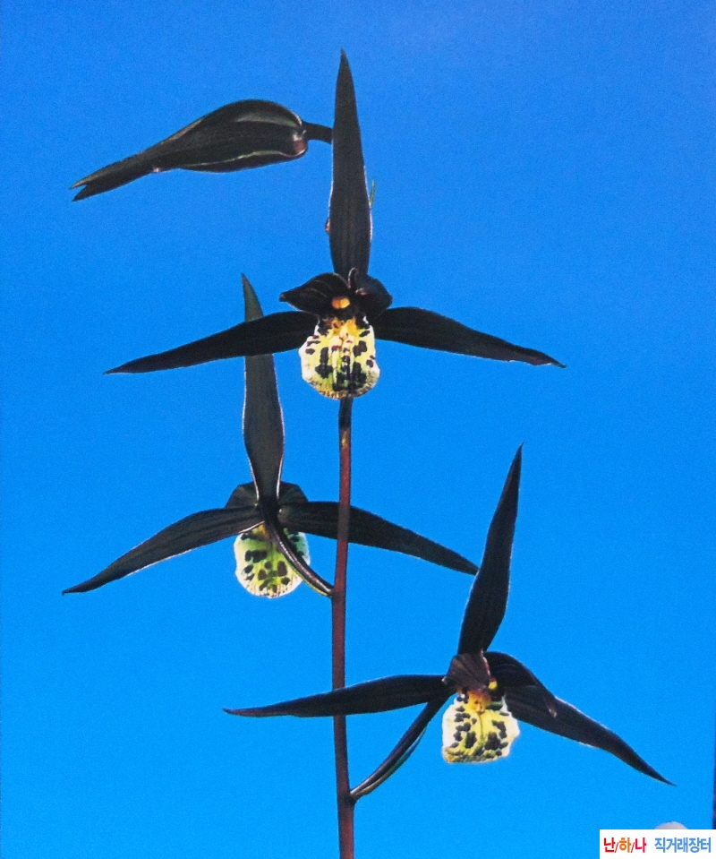 한란  흑취(黑?) - 흑홍?