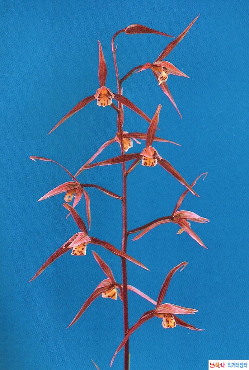 한란  일광(日光)  - 도?