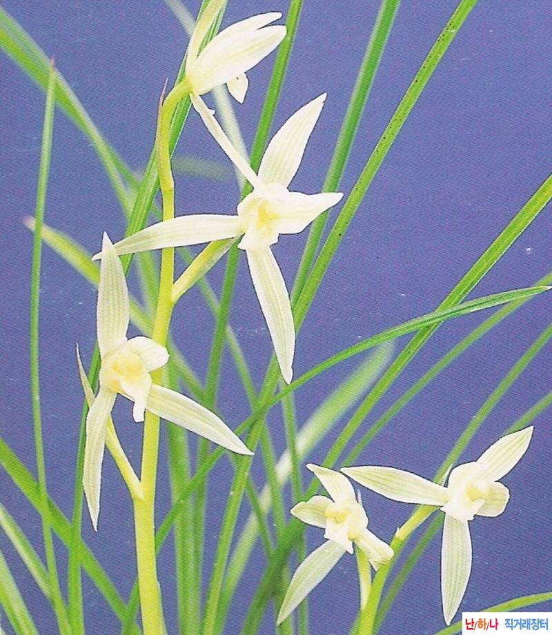 운남설소(雲南雪素)  - ?