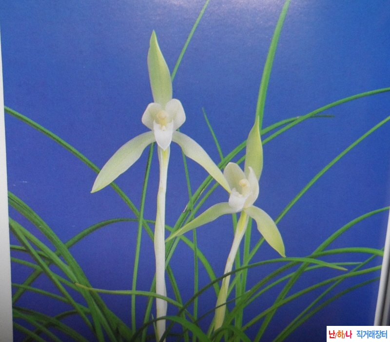 중국 사란백화 -소심-