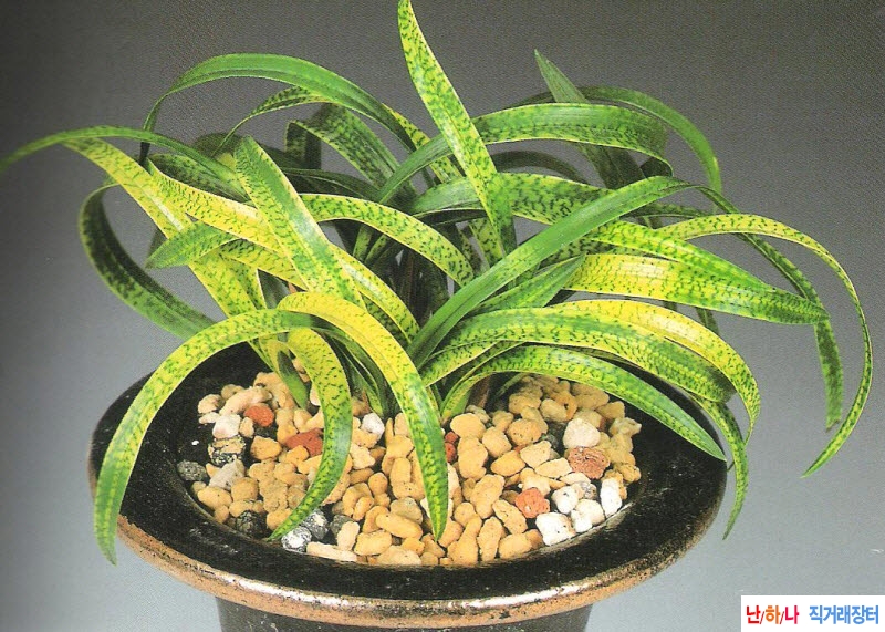 수문룡(守門龍) - 사피?