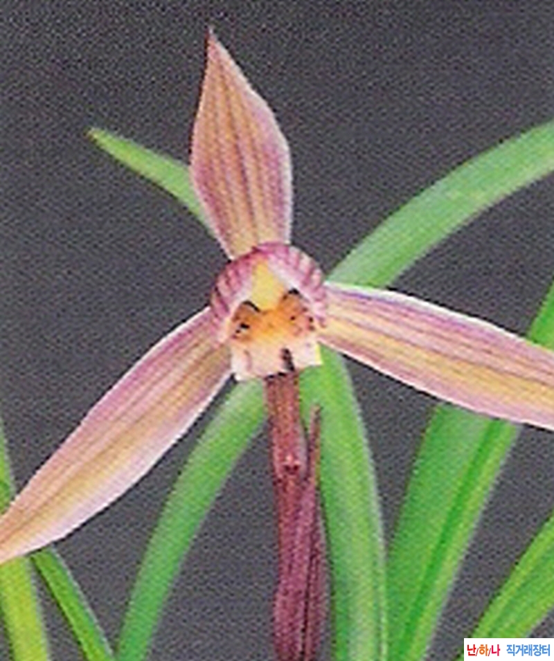 을희 (乙姬) - 도화 -