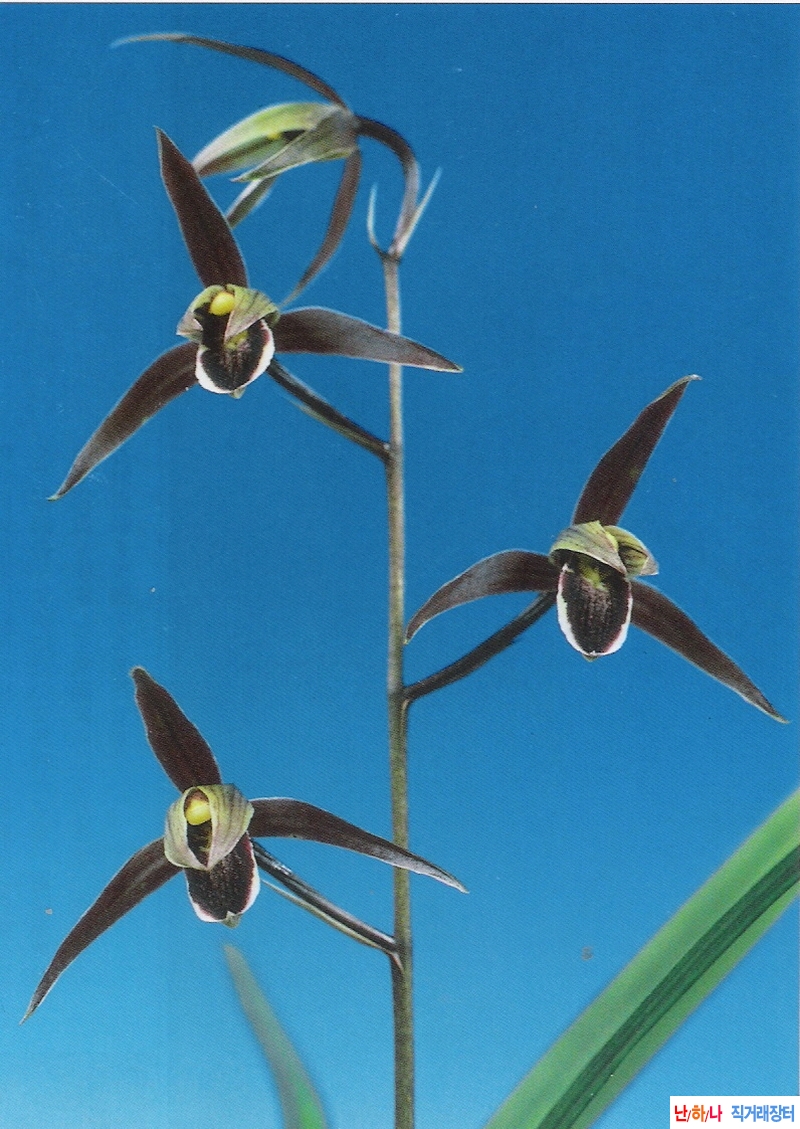 한란  극락조(極樂鳥)  ?