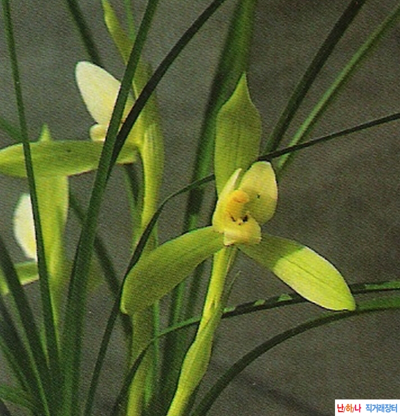 중국 설란백화(雪蘭白?