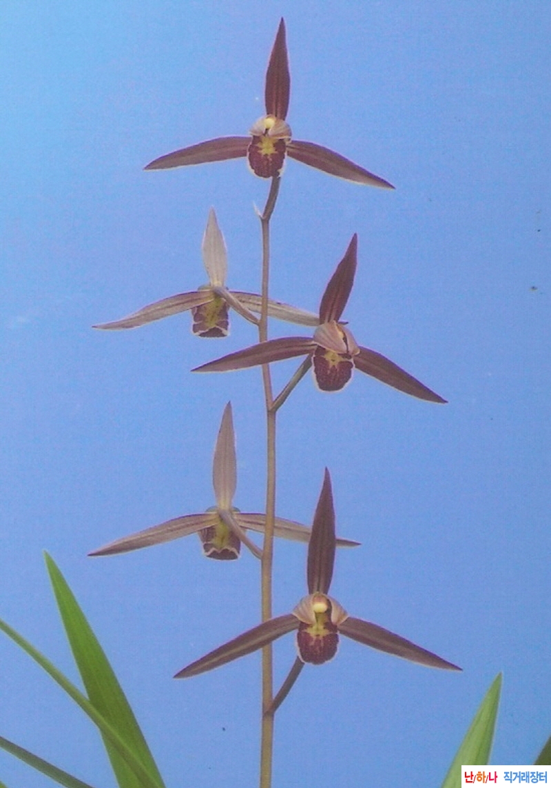 한란  천본(千本)  - 홍,?