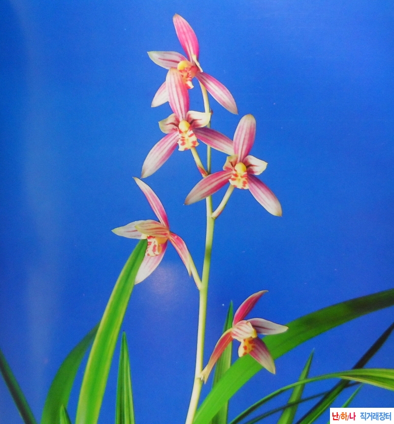 중국 살마금(薩摩錦) - ?