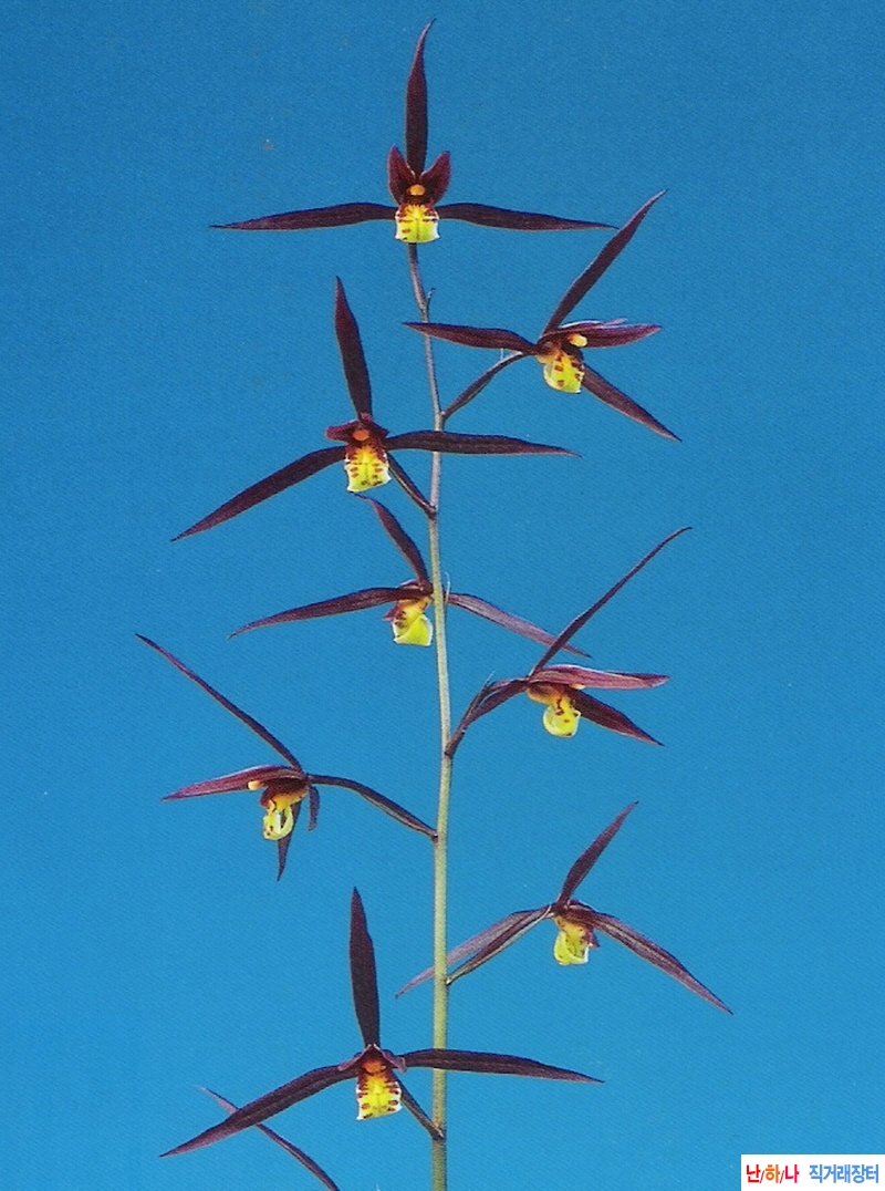 한란 비연(緋燕)  - 자?