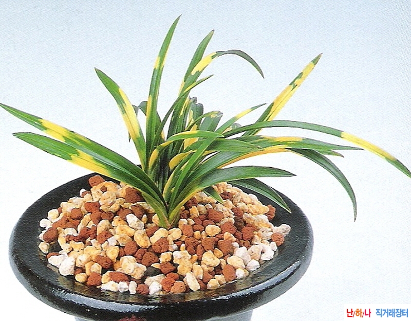 금기린 (錦麒麟)  - 호?