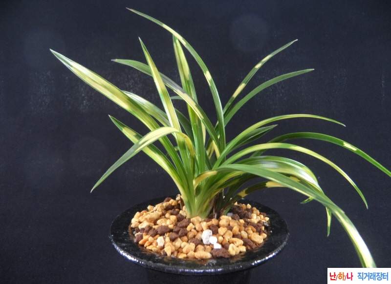 평성관(平成冠)  - 호반?