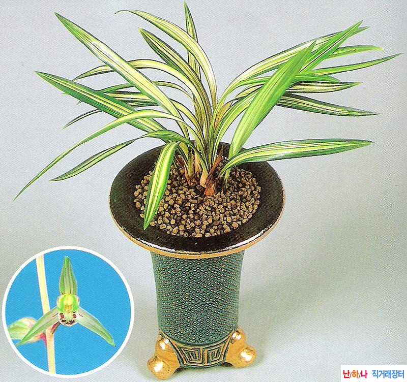 한란  춘광(春光)  - 중?