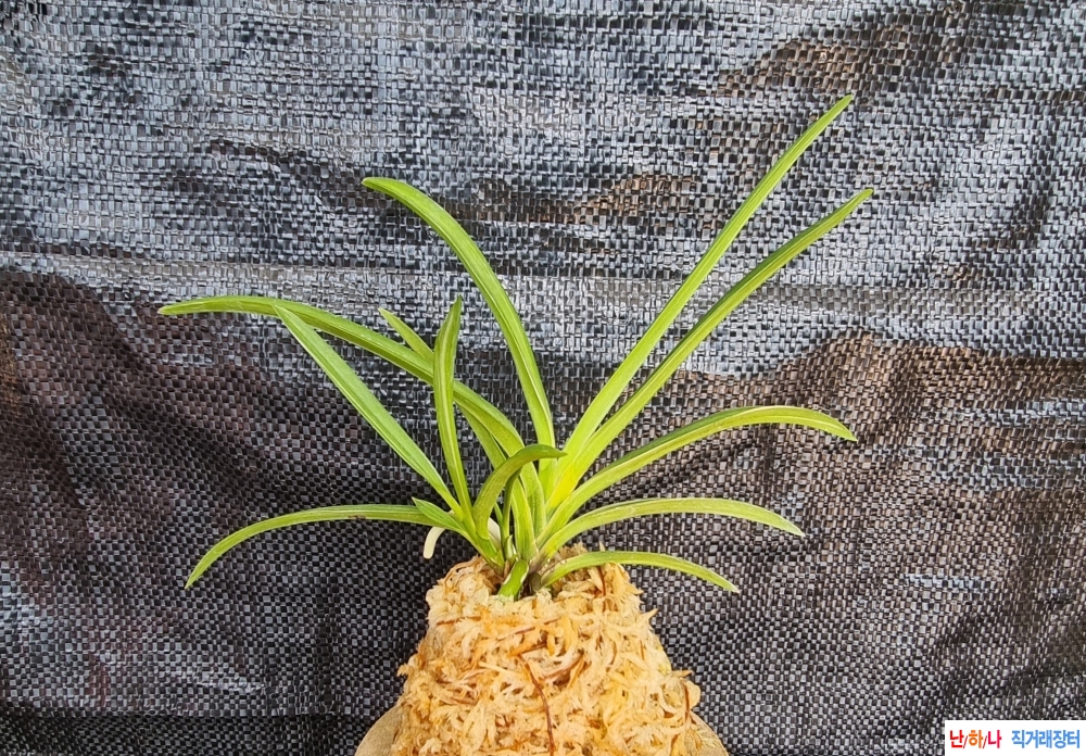 서능금 (루비근?)