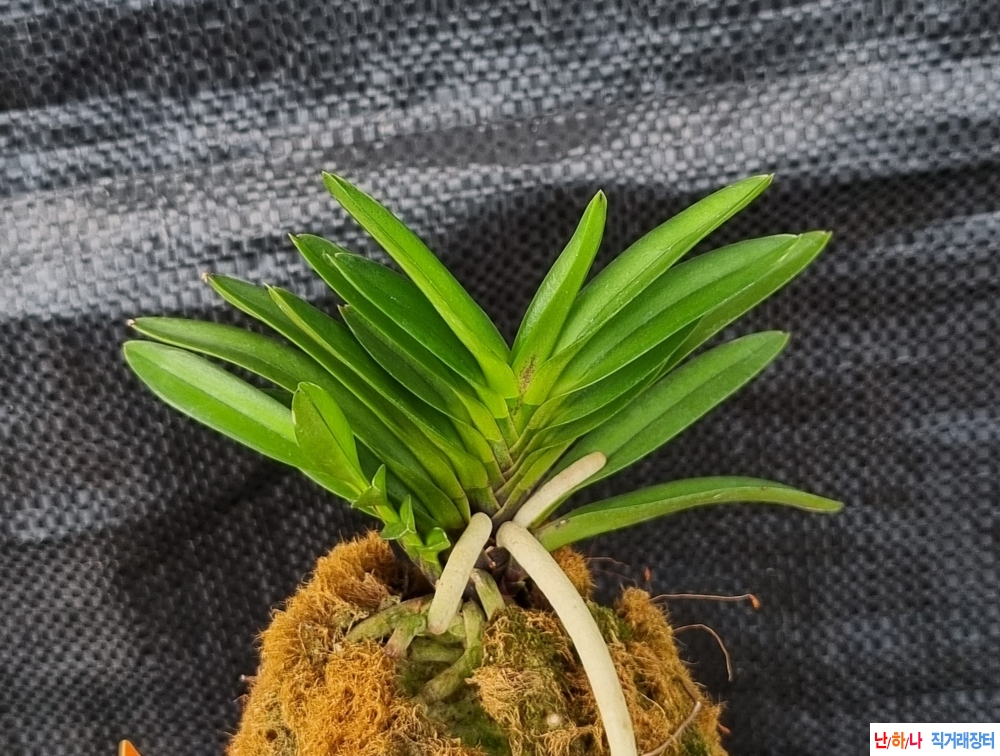 척령