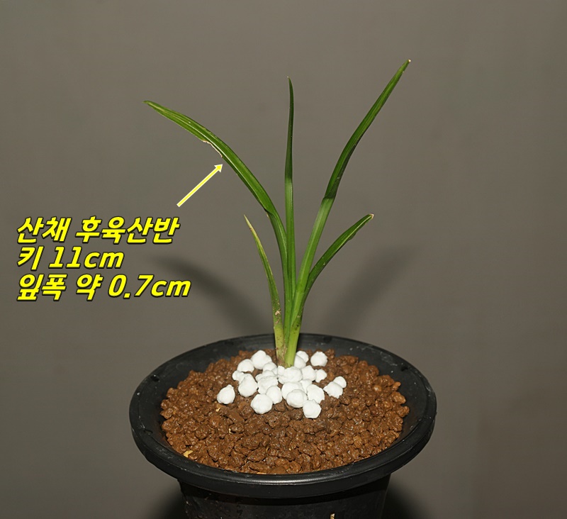 종자목 산채 엽성산반