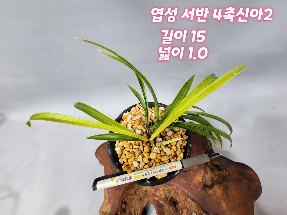 @@@ 종자목 엽성 서반 @@?