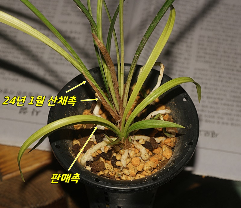 A급 극황서산반