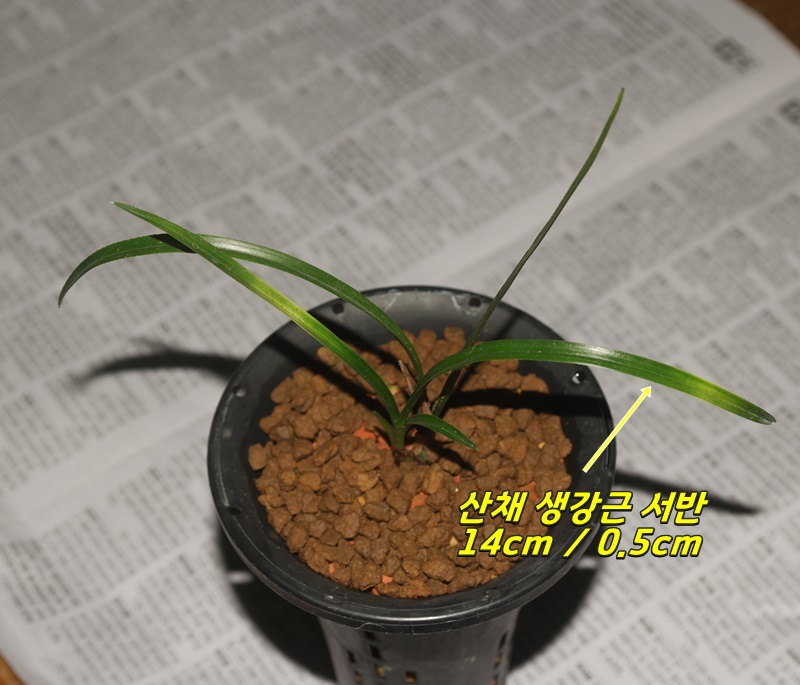 산채출발 진청서반