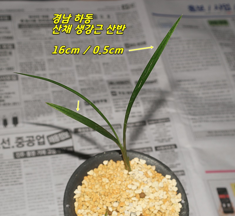 하동 산채 생강근 산반