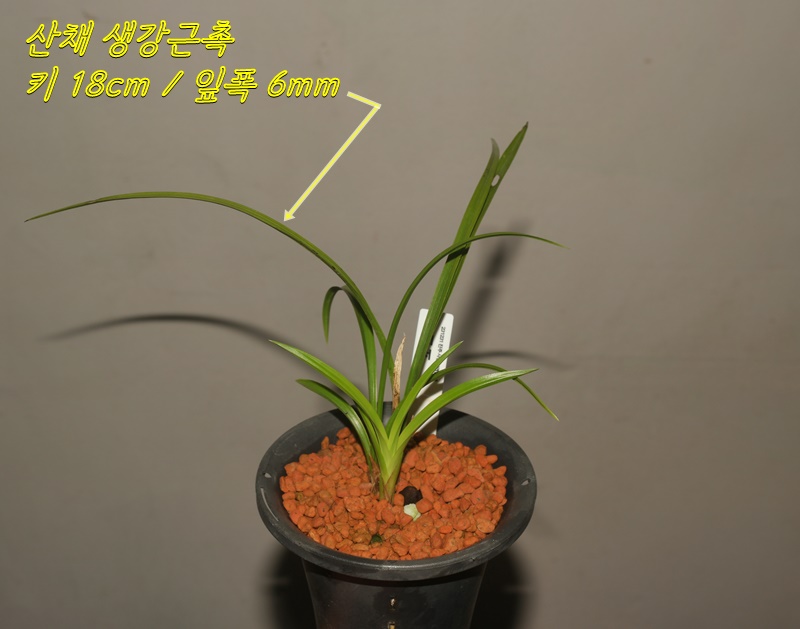 진주 사봉 산채출발 서