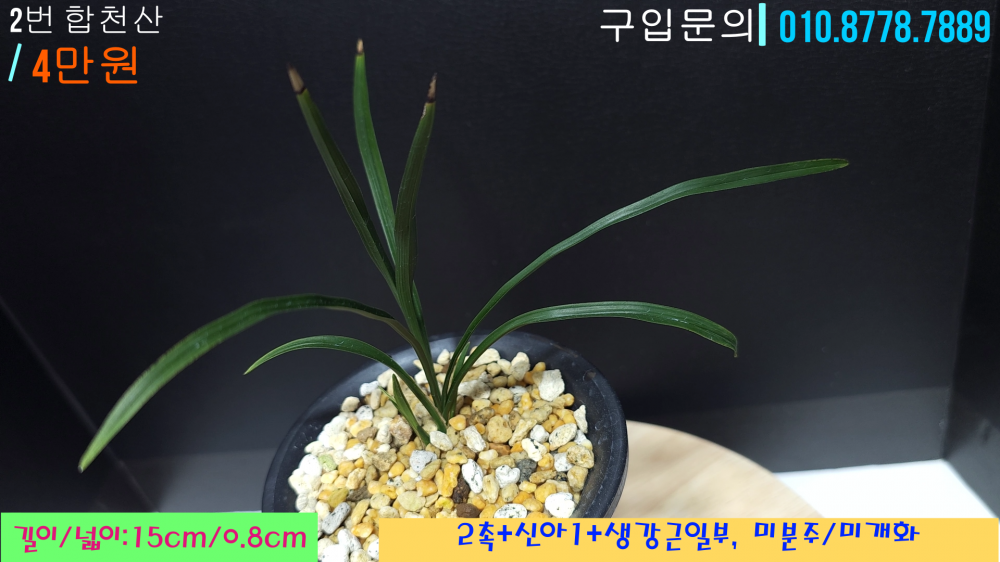 진청의 산반종자