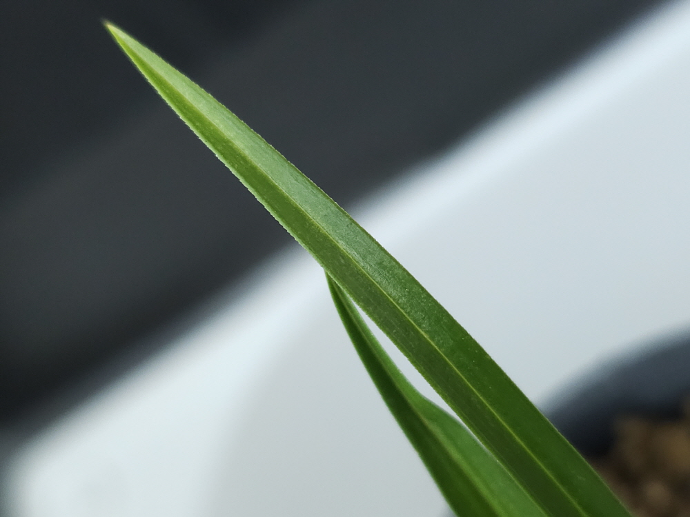 1746180253_6814989dce554.jpg