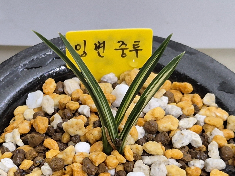 산채출발 까닥지 입변?