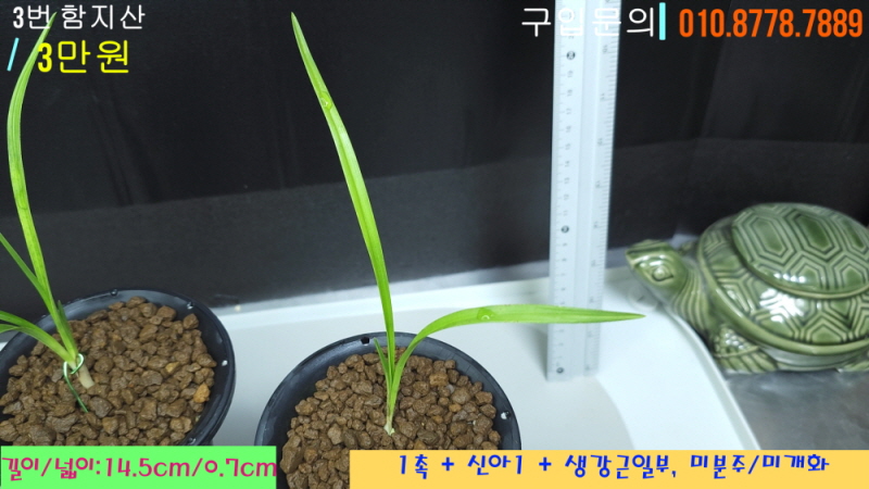 함지산 종자