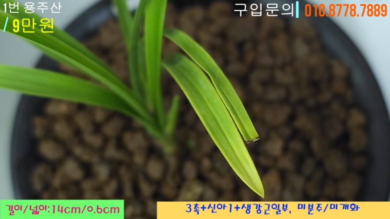 용주산 종자 1번