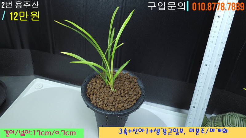 용주산 종자 2번